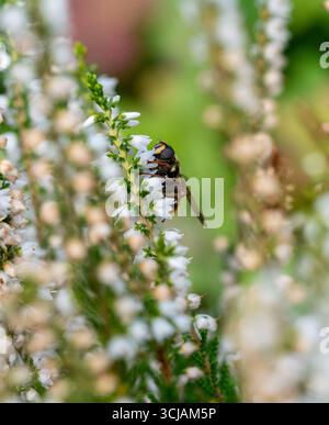 Eine hoverfly, Myathropa florea, die Batman Hoverfly oder Eristalis tenax, die sich vom Nektar einer blühenden Pflanze, Heidekraut, Calluna, in England, Großbritannien ernährt Stockfoto