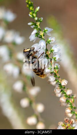 Eine hoverfly, Myathropa florea, die Batman Hoverfly oder Eristalis tenax, die sich vom Nektar einer blühenden Pflanze, Heidekraut, Calluna, in England, Großbritannien ernährt Stockfoto
