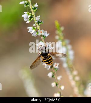Eine hoverfly, Myathropa florea, die Batman Hoverfly oder Eristalis tenax, die sich vom Nektar einer blühenden Pflanze, Heidekraut, Calluna, in England, Großbritannien ernährt Stockfoto