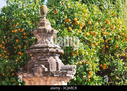 Die kunstvoll verzierte Steinstruktur steht vor einem üppigen Orangenbaum, gefüllt mit Reifen Zitronenfrüchten. Verwitterte Architektur und lebhaftes Grün Stockfoto