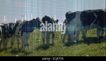 Stehende und weidende Schwarzweiß-Milchherde hinter einsträngigem Drahtzaun auf der Weide Stockfoto