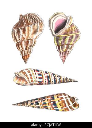 Illustration der Muschel. Detaillierte Vintage-Zeichnung von Meeresschalen auf weißem Hintergrund. Stockfoto