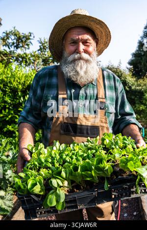 Glücklicher bärtiger Seniorenbauer trägt eine Kiste voller Setzlinge in seinem Obstgarten, lächelnd und trägt Strohhut und Overall, was nachhaltig ist Stockfoto