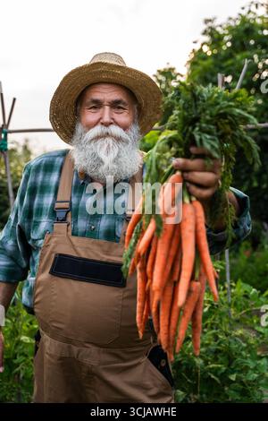 Lächelnder Seniorenbauer mit langem weißem Bart und Strohhut, der einen Haufen frisch geernteter Karotten in den Händen hält, stehend in seinem Gemüsegarten, p Stockfoto