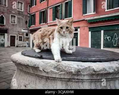 Weitwinkelaufnahme einer Katze auf einem historischen Brunnenkopf auf einer kleinen piazza in Venedig. Das Foto hebt die klassische Architektur der Umgebung hervor Stockfoto