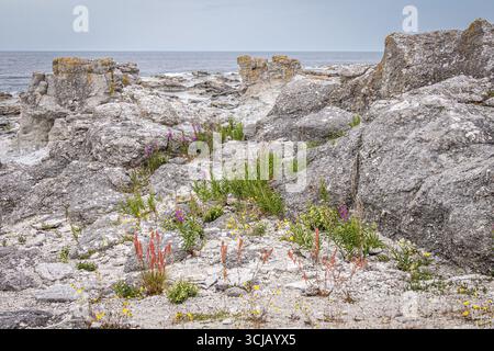Rauks am Strand des Naturparks Langhammar auf der Insel Fårö, Gotland, Schweden Stockfoto