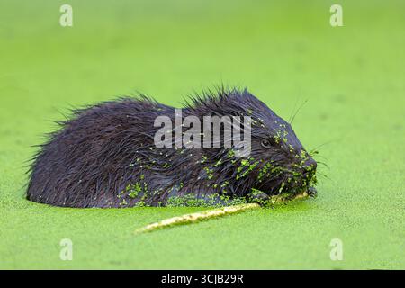 Ein Biber (Castor Fiber) in einem mit Entengras bedeckten Waldteich Stockfoto