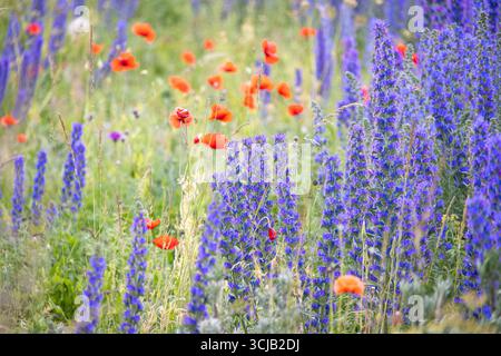 Wilde Mohnblumen (Papaveraceae) und Blaue Feuerblumen (Echium vulgare) auf Gotland, Schweden Stockfoto