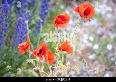 Wilde Mohnblumen (Papaveraceae) und Blaue Feuerblumen (Echium vulgare) auf Gotland, Schweden Stockfoto