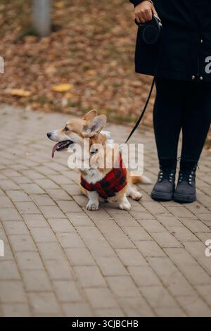 Corgi in roter karierter Jacke sitzt bei einem Herbstspaziergang gehorsam neben dem Besitzer Stockfoto
