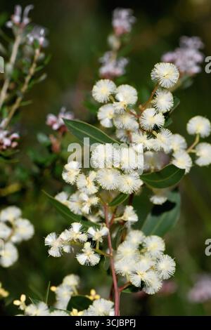 Nahaufnahme von Creme-Blüten der australischen Myrtle Wattle, Acacia myrtifolia, Familie Fabaceae, Unterfamilie Mimosoideae, im Wald von Sydney Stockfoto
