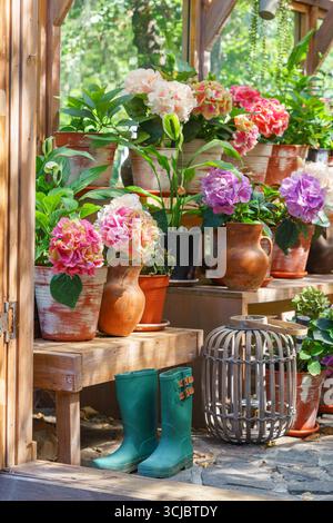 Holzregal im Gewächshaus, gefüllt mit blühenden Hortensie-Blüten in Tontöpfen. Natürliche Grünflächen und Gartenelemente und Topfpflanzen. Gar Stockfoto