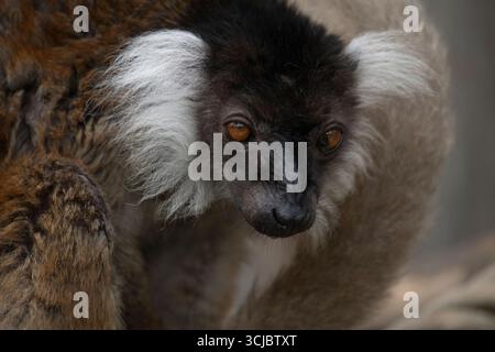 Die Schwarze Lemur (Eulemur macaco) ist eine Lemurenart aus der Familie der Lemuriden. Wie alle Lemuren ist sie in Madagaskar endemisch. Stockfoto