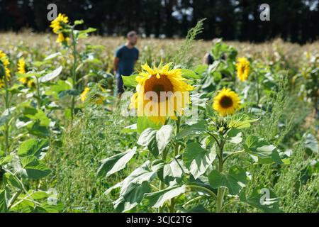 Helle Sonnenblumen blühen auf einem ruhigen landwirtschaftlichen Feld während eines sonnigen Tages. Milford, England Stockfoto
