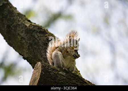 Das östliche Grauhörnchen (Sciurus carolinensis), auch außerhalb der Vereinigten Staaten als Grauhörnchen bekannt. Stockfoto