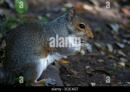 Das östliche Grauhörnchen (Sciurus carolinensis), auch außerhalb der Vereinigten Staaten als Grauhörnchen bekannt. Stockfoto