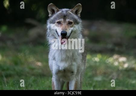 Der Eurasische Wolf (Canis Lupus Lupus), auch bekannt als gemeiner Wolf, eine Unterart des Grauen Wolfs. Stockfoto