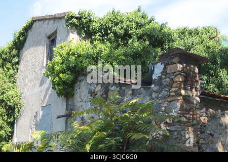Altes Steinhaus im Gedicht grüner Pflanzen am sonnigen Tag im Sommer. Gebäude und Bauten in Europa, Italien. Stockfoto