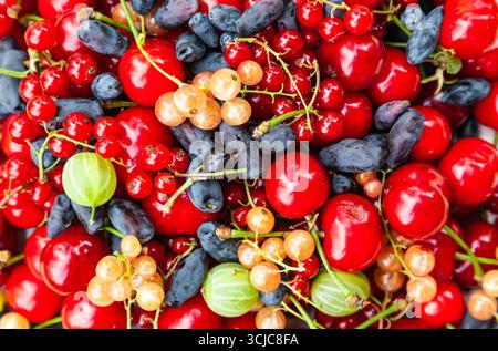 Reife Sommerbeeren aus der Nähe. Beeren von Süßkirschen, Geißblatt, weiße und rote Johannisbeeren. Stockfoto