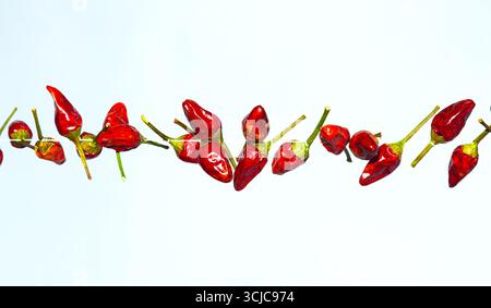 Scharfe getrocknete rote Paprika, auf weißem Hintergrund. Stockfoto