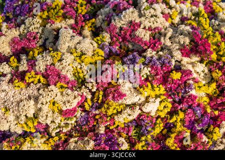 Bunte getrocknete statice Blumen aus der Nähe Stockfoto
