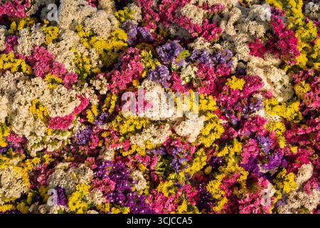 Bunte Textur getrockneter statice-Blüten in horizontaler Anordnung Stockfoto