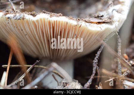 Waldpilze in natürlichem Lebensraum, wachsen zwischen Moos, Kiefernnadeln und Zweigen. Makrofotografie mit Erdtönen und Texturen Stockfoto