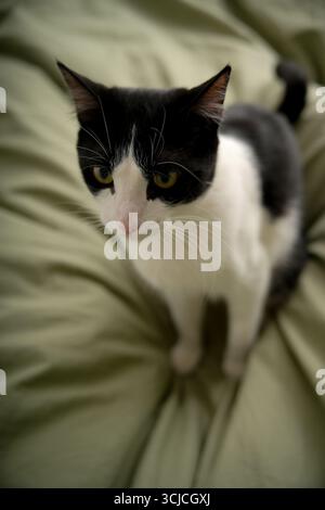 Eine schwarz-weiße Katze liegt bequem auf einem weichen, grünen Bett, die Augen voller Neugier. Die ruhige Umgebung betont die entspannte Haltung der Katze Stockfoto