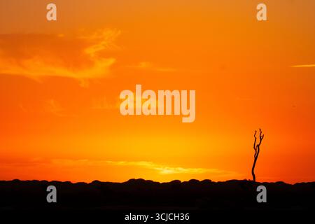 Ein atemberaubender Sonnenuntergang über den donana Salinen in Cadiz mit leuchtenden Orange- und Gelbtönen. Die Silhouette eines einsamen Baumes verleiht ihm einen Hauch von se Stockfoto