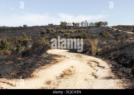 Ein unfruchtbarer Pfad, der sich durch die verkohlten Überreste eines Waldes in Castilla la Mancha schlängelt und die verheerenden Auswirkungen eines jüngsten Waldbrands und Ongoi zeigt Stockfoto
