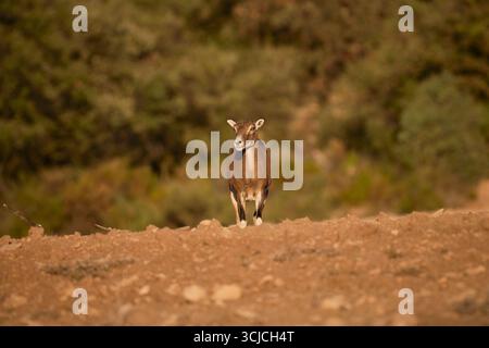 Ein einsamer Mufflon steht auf einer felsigen Landschaft in den malerischen Bergen Spaniens, umgeben von einer üppigen Waldkulisse, die den capt der Region verkörpert Stockfoto