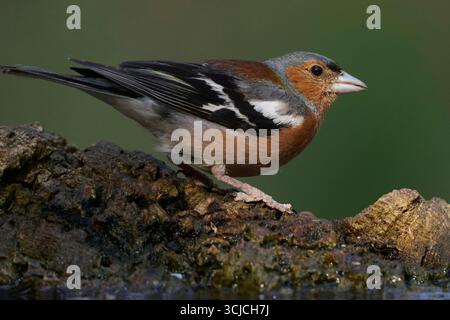 Ein lebhafter, gewöhnlicher Kaffinch thront auf einer zerklüfteten Felsoberfläche und zeigt sein unverwechselbares Gefieder. Die detaillierten Markierungen des Vogels sind hervorgehoben Stockfoto