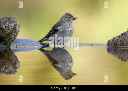 Ein ruhiges Bild eines Gemeinen Chaffinch, der neben einem ruhigen Wasserkörper thront und seine weichen Federn und zarten Merkmale auf schöne Weise widerspiegelt Stockfoto