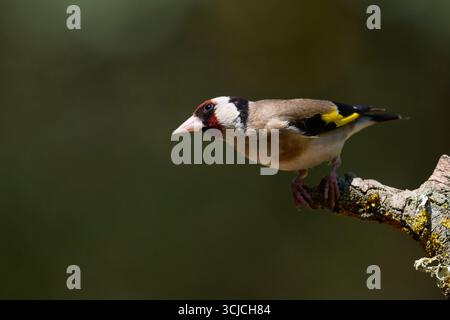 Ein europäischer Goldfink thront anmutig auf einem Ast im Wald und zeigt sein lebhaftes Gefieder und seine auffälligen Farben. Der Hintergrund ist sanft blau Stockfoto
