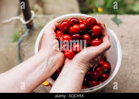 Nahaufnahme von Händen, die frisch gepflückte Kirschen über einem weißen Eimer in einer Gartenumgebung halten. Die leuchtenden roten Früchte bilden einen schönen Kontrast zur Natur Stockfoto