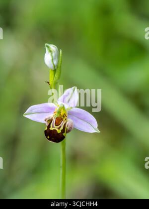 Nahaufnahme einer Ophrys Apifera, bekannt als die Bienenorchidee, mit ihren komplizierten Mustern und leuchtenden Farben in üppigem Grün, die die Natur zelebrieren Stockfoto