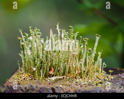 Eine lebhafte Gruppe von Cladonia rigida Flechten, die mit Morgentauropfen geschmückt sind und auf moosbedecktem Holz wachsen. Das Bild erfasst die komplizierten Texturen A Stockfoto