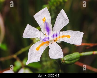 Nahaufnahme von Dietes grandiflora, mit den komplizierten weißen Blütenblättern mit einem violetten und gelben Zentrum, zart mit Morgentau, Symbol Stockfoto