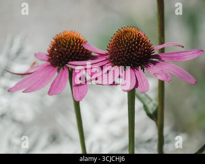 Zwei lebhafte Echinacea purpurea, bekannt als lila Coneflower, blühen im Detail. Als Mitglied der Asteraceae sind diese Blüten bekannt für Medizin und orna Stockfoto