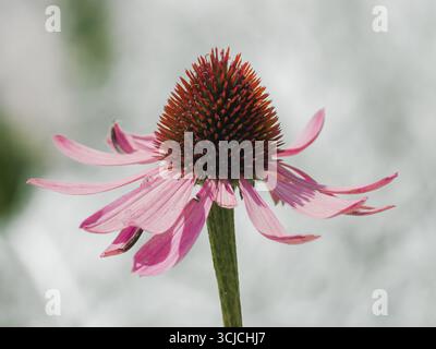 Echinacea purpurea, auch bekannt als der violette Coneflower, wird in dieser Nahaufnahme erfasst. Ein Mitglied der Asteraceae-Familie, wird für seine Medizin geschätzt Stockfoto