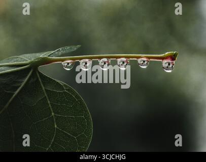 Nahaufnahme von Wassertropfen an einem Blattrand, die die Umgebung widerspiegeln. Fängt die Eleganz und das Detail des komplexen Designs der Natur mit c Stockfoto