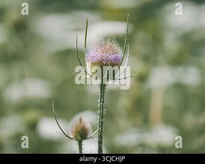 Nahaufnahme der Dipsacus-Teasel-Pflanze mit ihrer markanten violetten Blüte. Die Pflanze, bekannt für ihre stacheligen Stämme und Blätter, blüht in dieser blühenden Pflanze Stockfoto