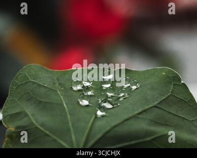 Nahaufnahme von Wassertropfen, die sanft auf einem grünen Canna Indica-Blatt liegen und die Schönheit der Natur und die komplizierten Details in einem üppigen, lebendigen Garten zeigen Stockfoto