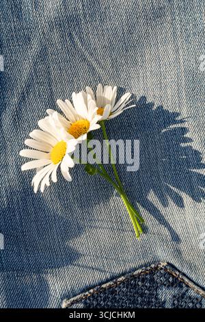 Ein ruhiges Lifestyle-Bild mit drei frischen Gänseblümchen, die künstlerisch auf blauem Denim-Material platziert sind. Das Sonnenlicht wirft weiche Schatten und sorgt für Wärme und Wärme Stockfoto