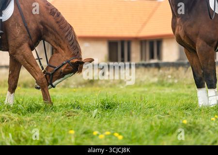 Zwei Pferde grasen friedlich in einem üppigen Paddock auf einer neuseeländischen Farm und zeigen das ländliche Leben und die ruhige Verbindung zwischen Tieren und Natur in t Stockfoto