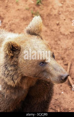 Ein Nahaufnahme-Porträt eines Braunbären mit fokussierten Augen, das sein strukturiertes Fell und den natürlichen Habitathintergrund hervorhebt. Das Verhalten des Bären strahlt Ruhe aus Stockfoto