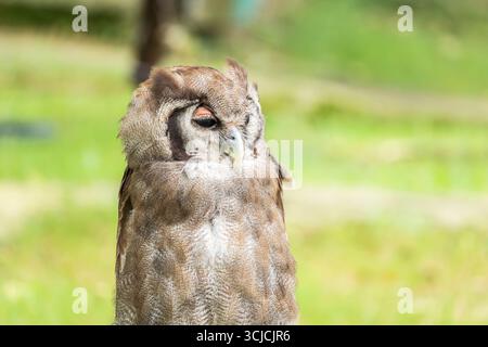 Ein atemberaubender Uhu von Verreaux, der friedlich in seinem natürlichen Lebensraum thront. Die auffälligen Merkmale des Vogels werden durch ein weiches, verschwommenes Grün hervorgehoben Stockfoto