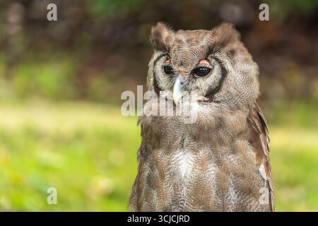 Nahaufnahme einer Uhu von Verreaux mit ausdrucksstarken Augen und Federdetails. In einer üppigen, grünen Umgebung, die seine majestätische Prägung hervorhebt Stockfoto