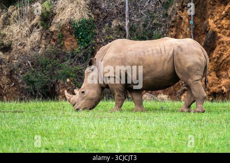 Ein majestätisches afrikanisches weißes Nashorn weidet friedlich auf üppigem grünem Gras, umgeben von einem malerischen natürlichen Lebensraum. Das beeindruckende Horn und der massive Körper Stockfoto