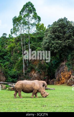 Zwei majestätische weiße Nashörner grasen auf lebendigem grünem Gras in einer ruhigen, natürlichen Landschaft. Hoch aufragende Bäume und felsige Hügel bilden eine malerische Kulisse dafür Stockfoto